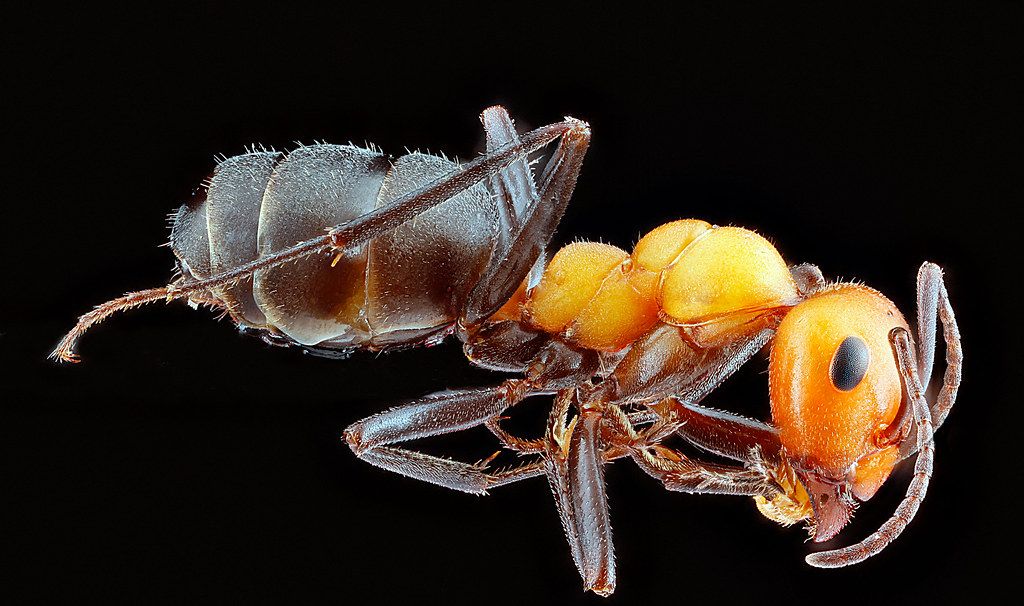 Ant Control service in Charleston, WV