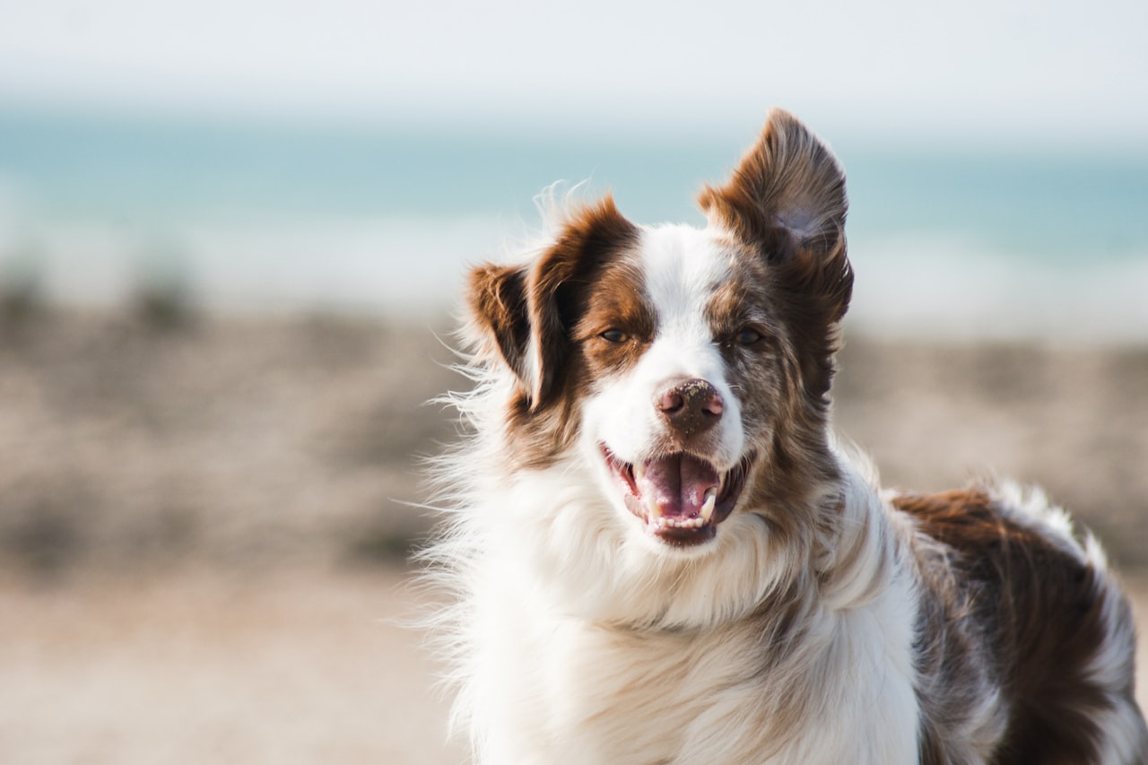 Flea & Tick Control service in Charleston, WV