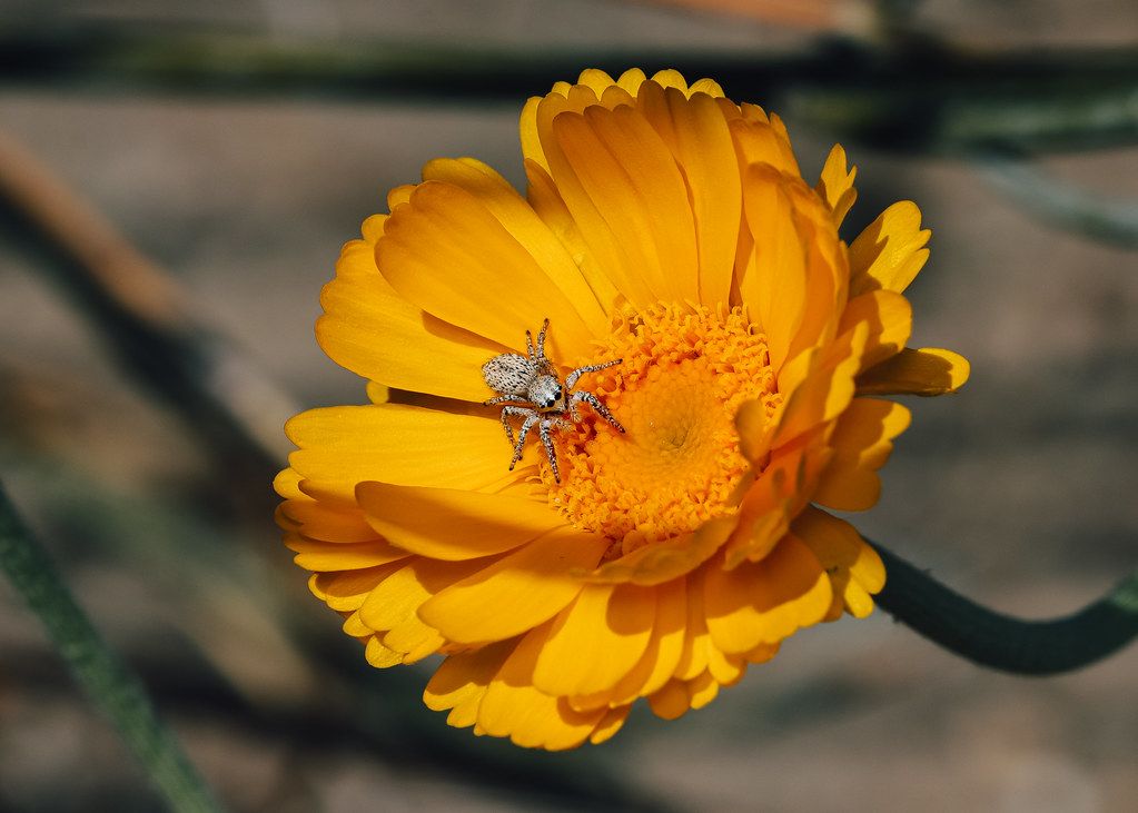 Spider Control service in Charleston, WV